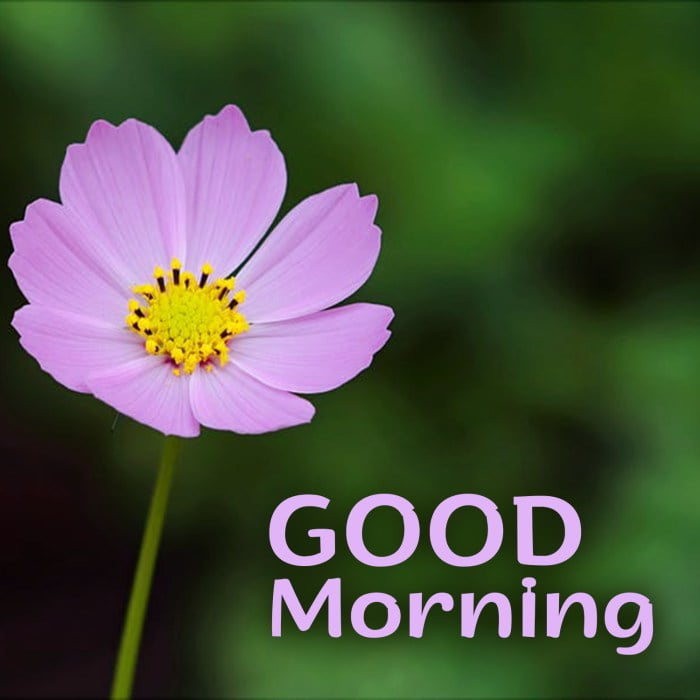 good morning message flowers terbaru