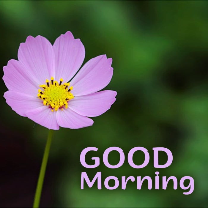good morning flowers messages