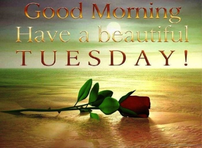 tuesday good morning messages