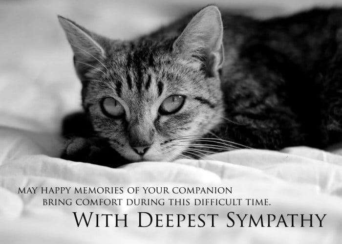 condolence messages for loss of cat